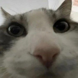 mediokrat