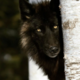 ������ ������������ Folk.Wolf