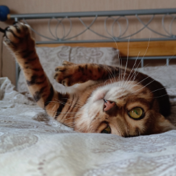 Felis.catus