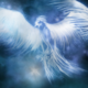 ������ ������������ WhitePhoenix86