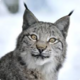 Аватар пользователя WhiskeredBobcat