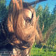 ������ ������������ Zhrunka