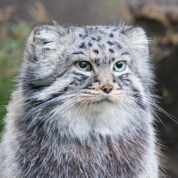 Manul12