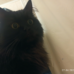 LookAtMeImHooman