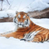 zZzTIGERzZz