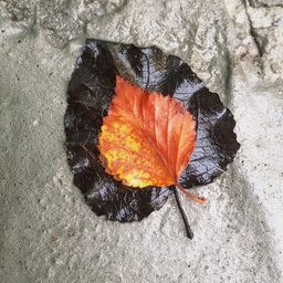 LeafFall83
