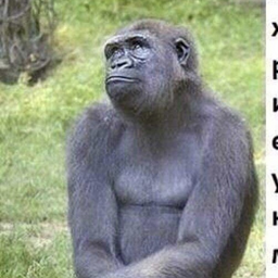 HaHaCheL