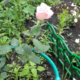 ������ ������������ NatanT12
