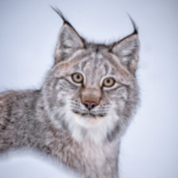 dr.Lynx