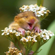 ������ ������������ SongRiver