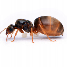 Царица муравьев. Формика поликтена. Муравьиная королева матка. Муравей королева матка. Как выглядит королева муравьев.