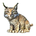 LynxRu