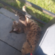 ������ ������������ Tarofir