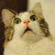 ����� ����� ������ ���� �����������