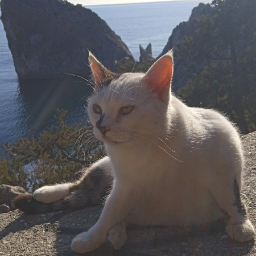 Sevastopol.CATS