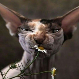 BigBadKot