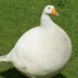 goosecirccle