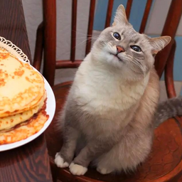 Gummy.CaT