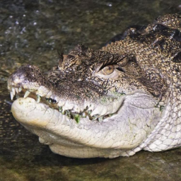 Krokodillia