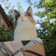   Petracat