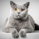 ������ ������������ petrenOK