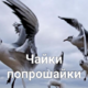 ������ ������������ LexLemin