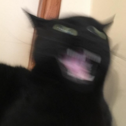 Кот всратый