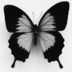 Papilio.Ulysses