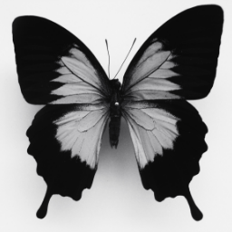 Papilio.Ulysses