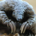 BlackPangolin