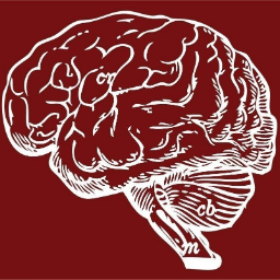 Картинка про мозг. Мозг арт. Красивый мозг. Мозг без фона.
