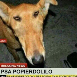 Dobro.kotiki