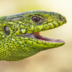 herpetovolga