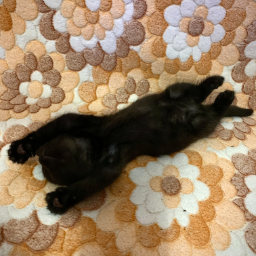 bobster