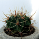 ������ ������������ elCactusin0