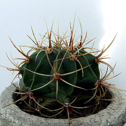 elCactusin0