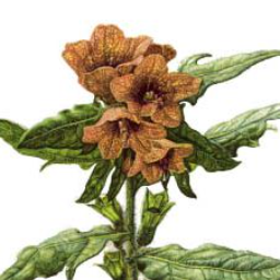 Hyoscyamus