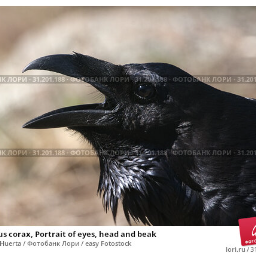 NigrumCorvus