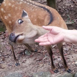 polki