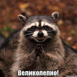 RapidRaccoonS