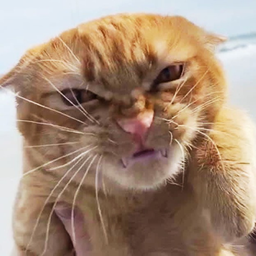 AkaiNeko