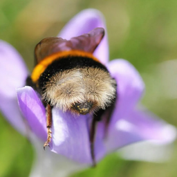 PopaShmelya