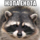 ������ ������������ enotovasraka
