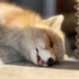 foxcorsten