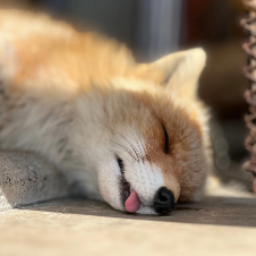 foxcorsten