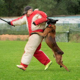 CrazyMalinois