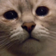 ������ ������������ Catguin