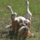 ������ ������������ SkyDrool