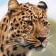 ������ ������������ LightLeopard