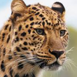 LightLeopard